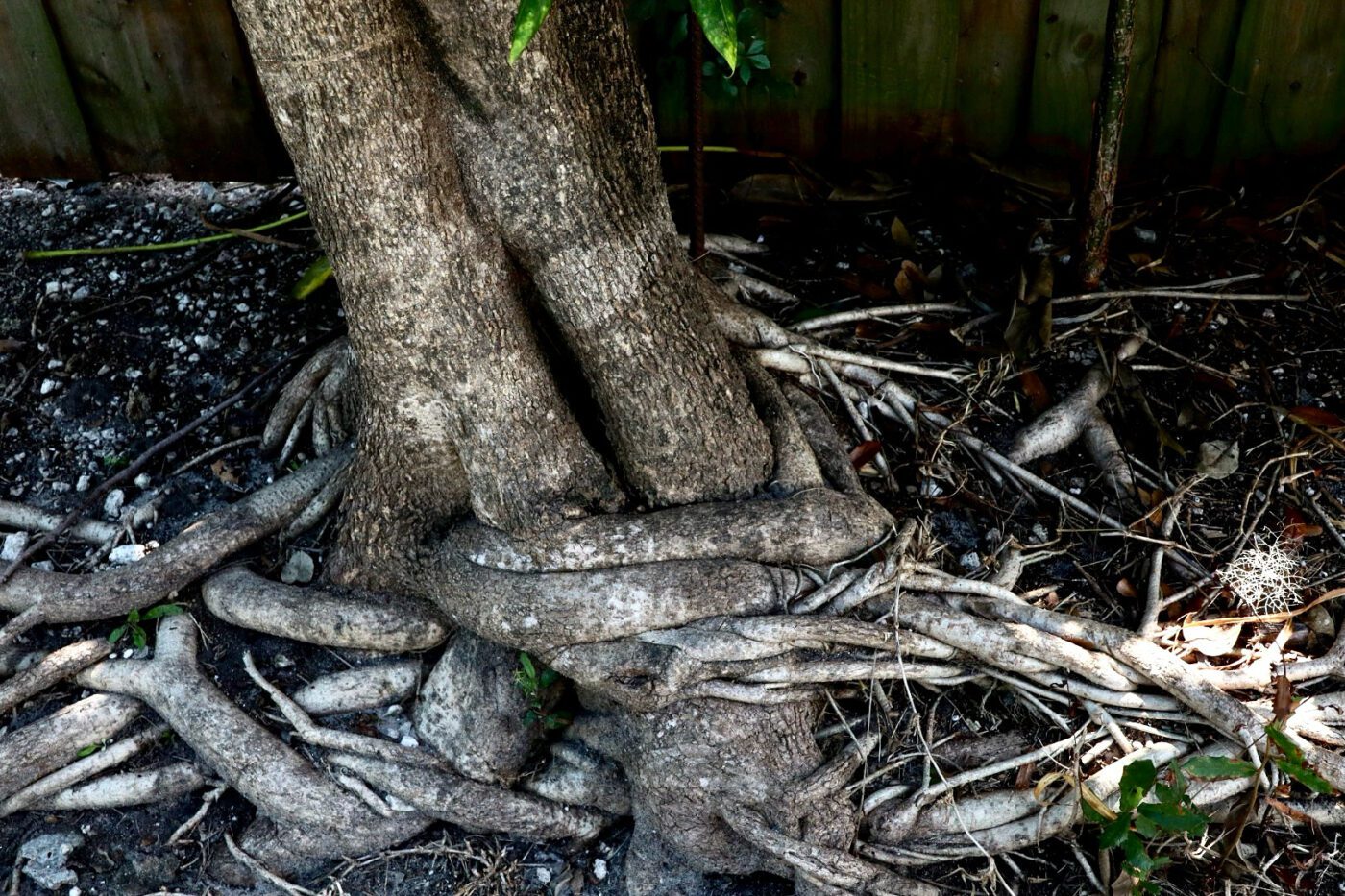 Two intertwined tree trunks with exposed roots, showcasing nature's resilience and complexity in a garden setting.