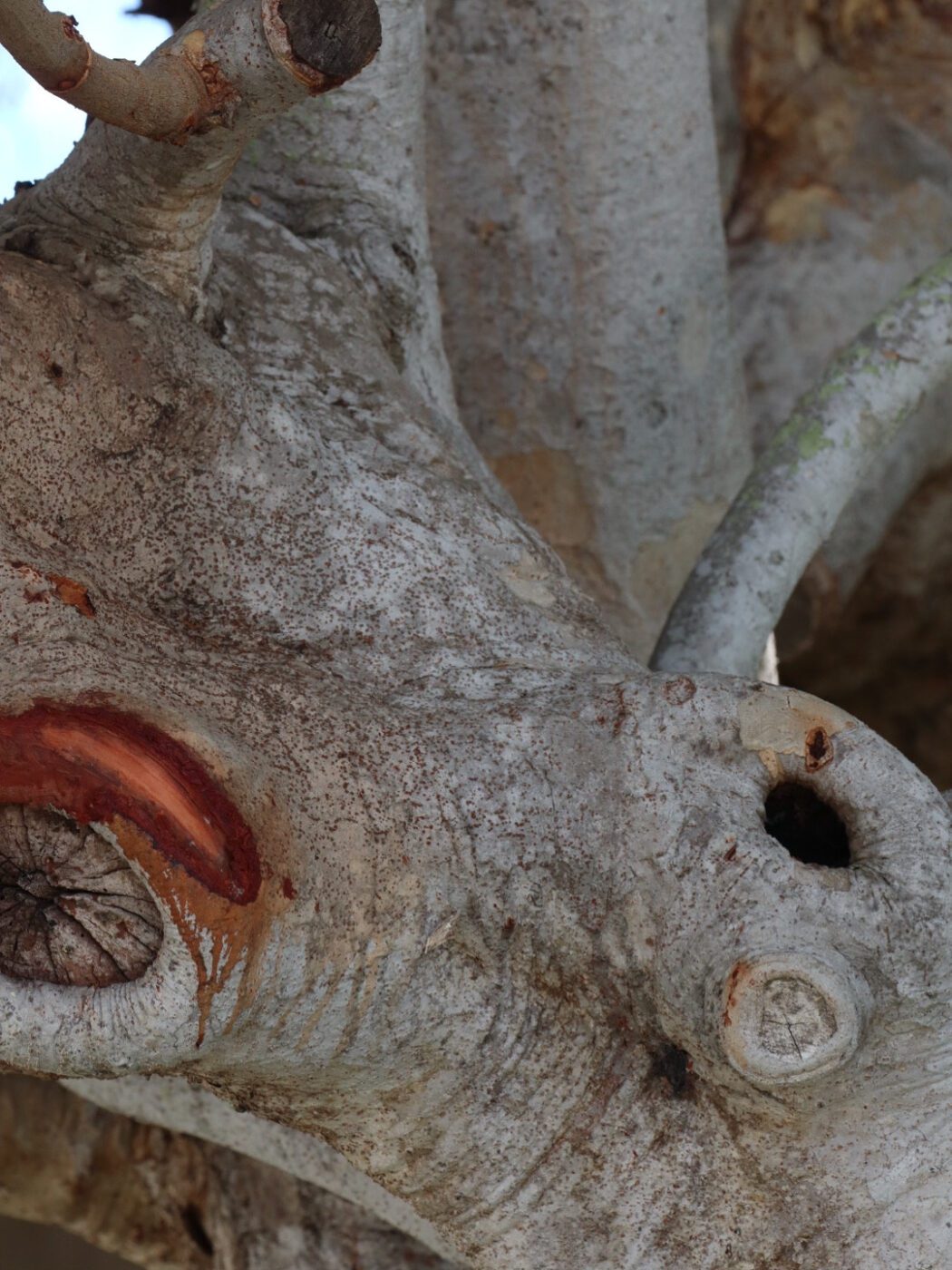 Textured tree bark features a large, gnarled section with a fresh cut, showcasing the intricate details of natural wood grain.