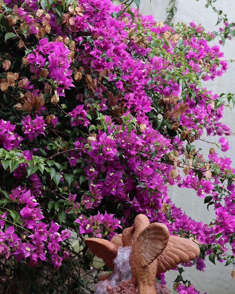 Bougainvillea blossoms in vibrant purple hues surround a clay fountain with angelic features, creating a serene garden scene.