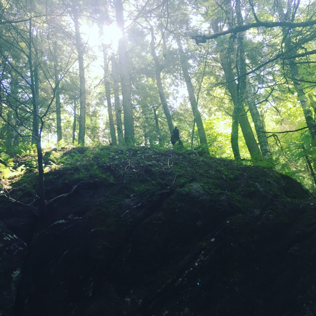 Sunlight filters through tall trees in a lush forest, illuminating a moss-covered rock outcropping. The scene captures the tranquility of nature.
