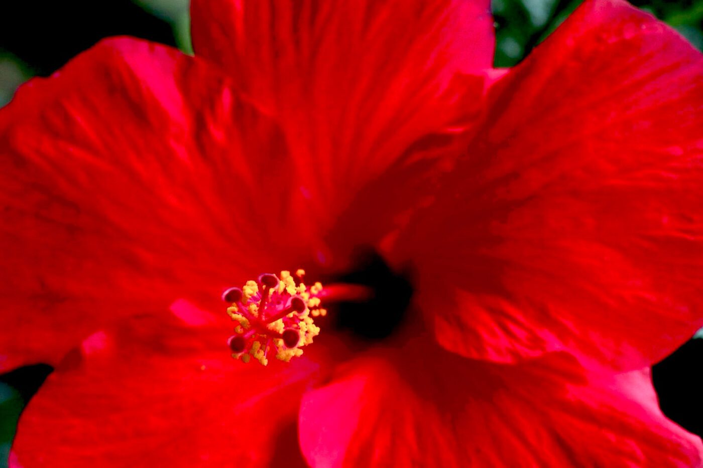 Bright red hibiscus flower close-up, showcasing intricate petals and golden stamen at the center. Represents tropical beauty in nature.