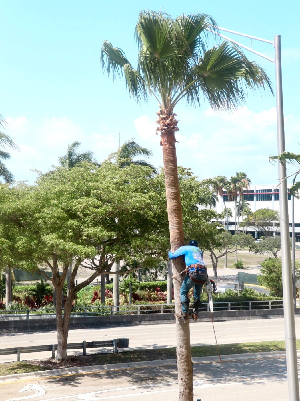 A worker climbs a tall palm tree, using safety gear and a chainsaw, amidst a sunny scene with nearby greenery and a road in the background.
