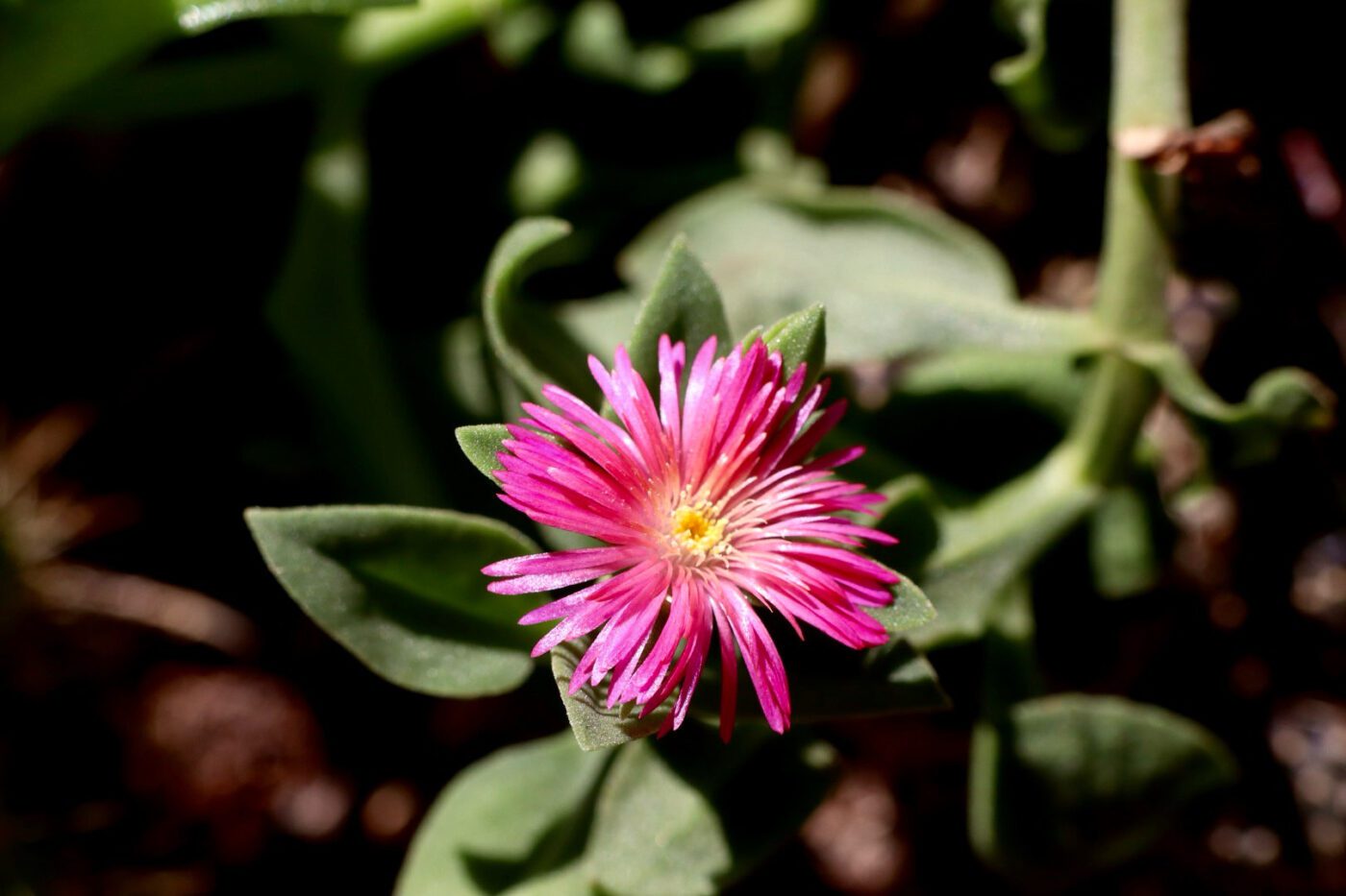 A vibrant pink flower surrounded by green leaves, showcasing its intricate petals and bright yellow center, illustrating natural beauty.