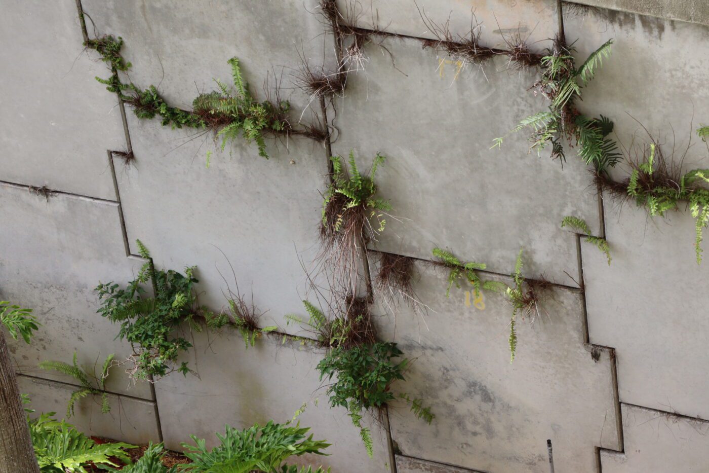 Vertical garden on a concrete wall featuring ferns and greenery, illustrating innovative urban gardening techniques for enhancing biodiversity.