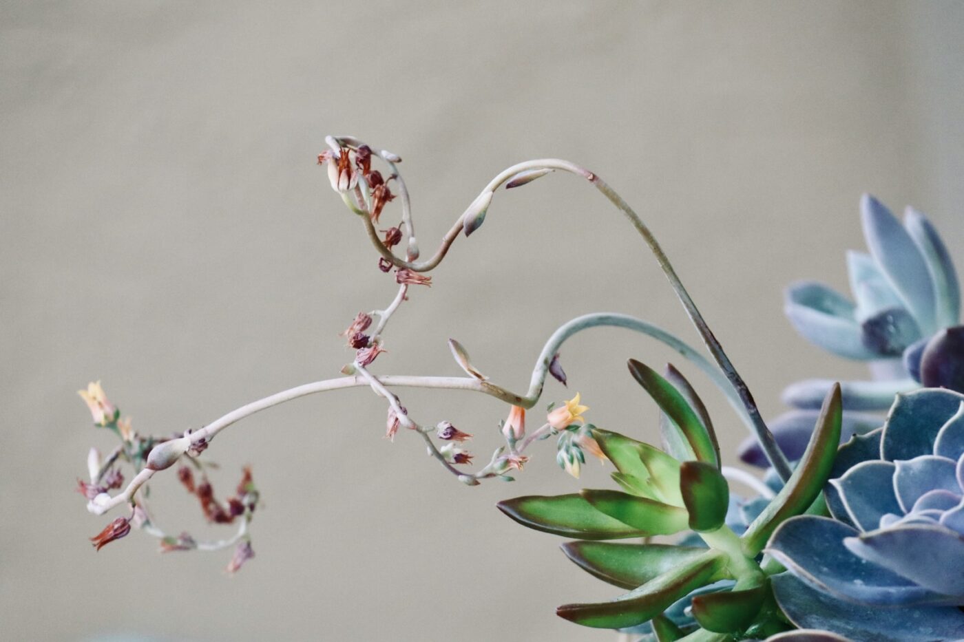 Succulent plant with delicate, twisting stems and small yellow flowers against a neutral background, showcasing its unique growth pattern and beauty.