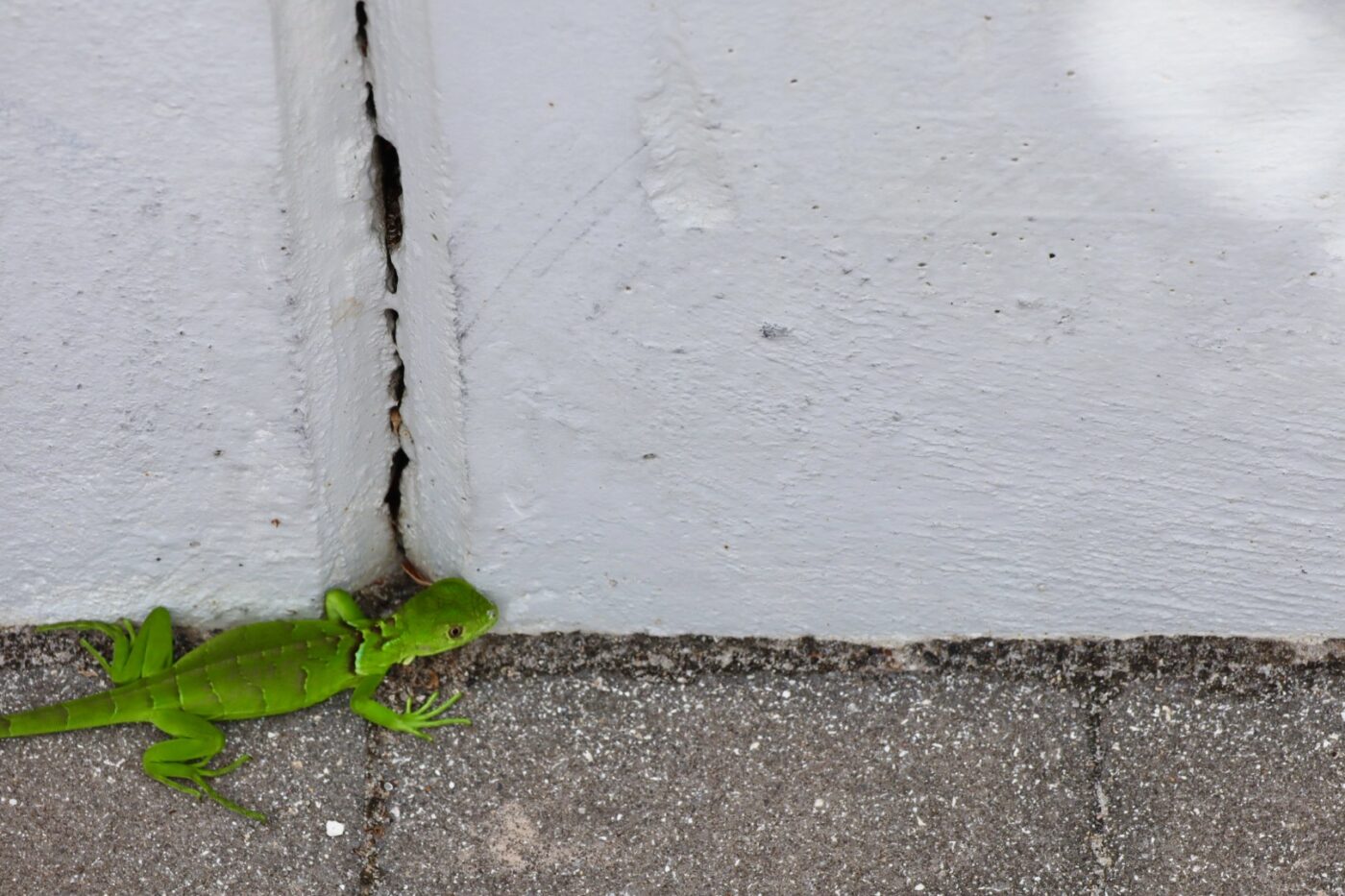 Bright green lizard resting near a white wall, highlighting its vibrant color against the neutral background. Relevant for discussions on biodiversity.