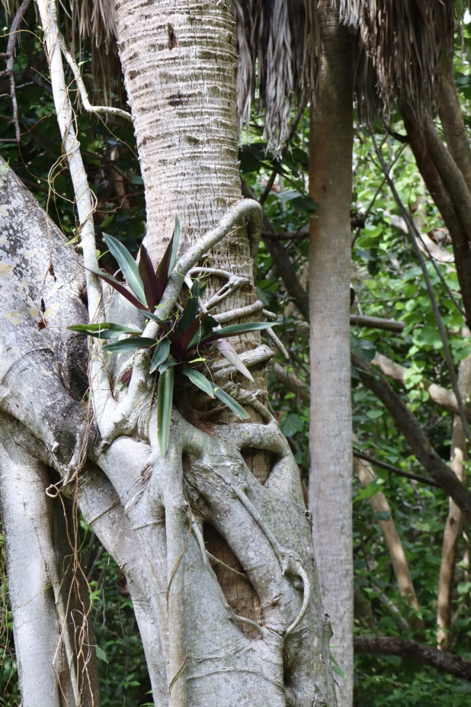 A vibrant green and purple plant emerges from the twisting roots of a tall tree, surrounded by lush foliage in a dense forest.
