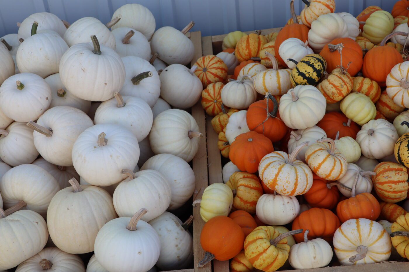 A variety of decorative pumpkins in multiple colors, including white, orange, and striped, arranged in wooden crates at a farm market.
