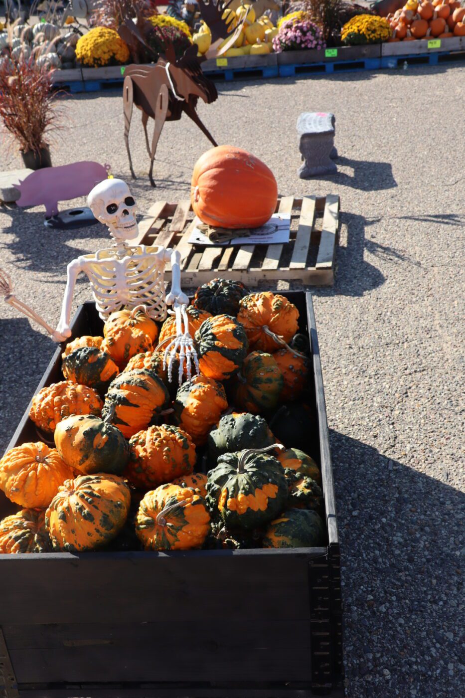 A skeleton sits among vibrant gourds in a wooden crate, with a large pumpkin and decorative cutouts in the background, highlighting a festive fall market.
