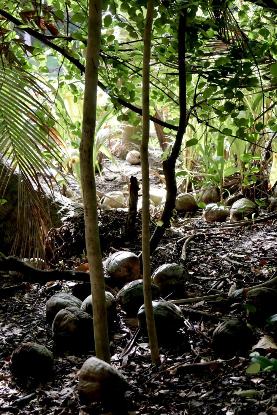 Coconuts scattered on a forest floor, surrounded by lush greenery and sunlit foliage, showcasing a serene tropical ecosystem.