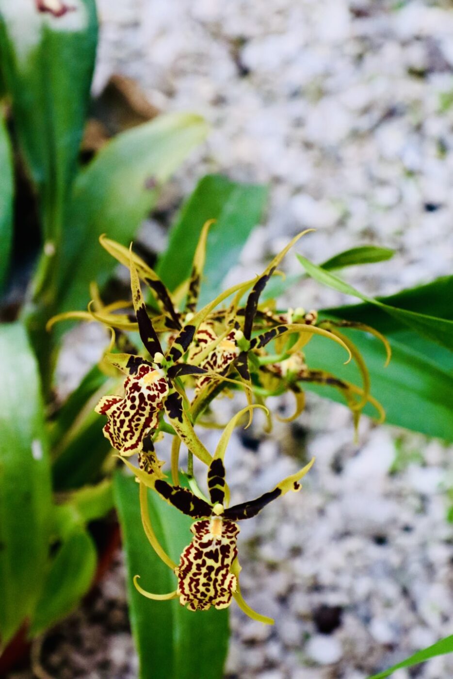 Yellow and brown spotted orchid blooms with elongated petals, surrounded by green leaves in a natural setting, showcasing its unique beauty.