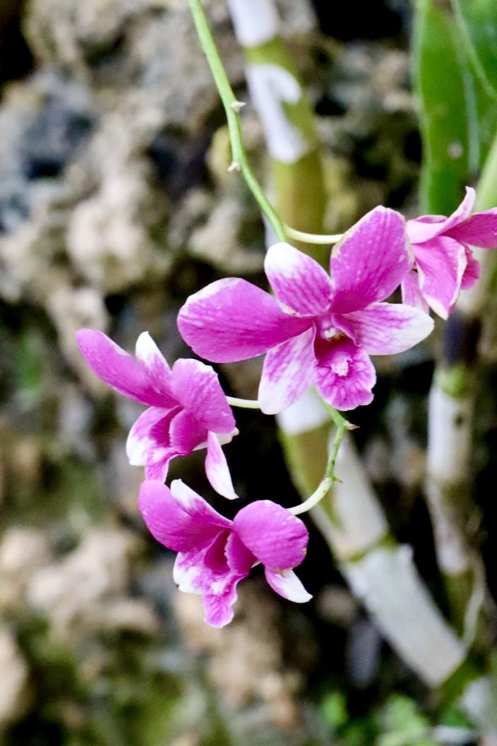 Purple and white orchids bloom against a textured background, showcasing their delicate petals and vibrant color, highlighting natural beauty.