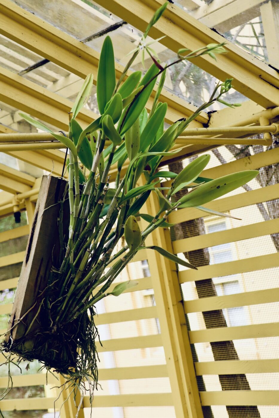 Hanging orchid with green leaves and exposed roots, set against a backdrop of yellow beams and mesh, showcasing indoor plant aesthetics.