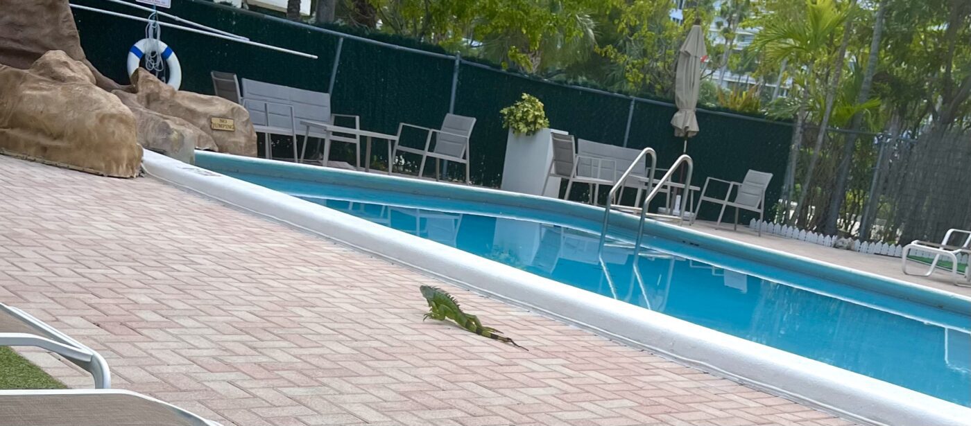 An iguana is sunbathing by a swimming pool surrounded by lounge chairs and tropical plants, capturing a relaxed resort atmosphere.