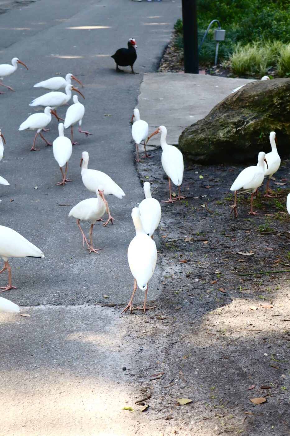 A flock of white ibises walks along a paved path, with one black duck nearby. The scene highlights the interaction of wildlife in a natural setting.