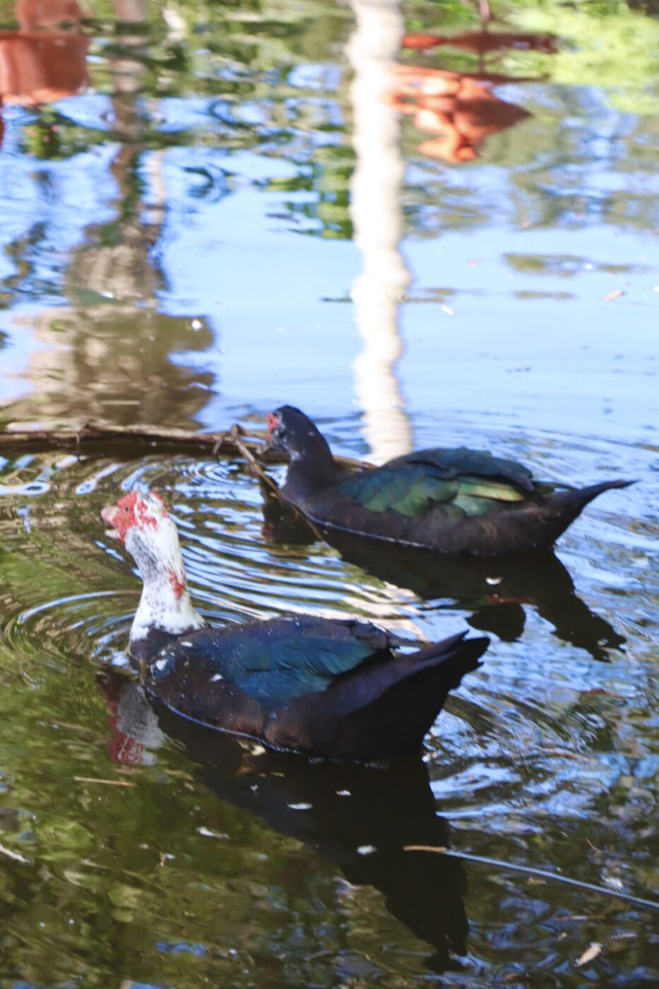Two Muscovy ducks swim in a shimmering pond, reflecting the surrounding greenery. The scene highlights the tranquillity of nature.
