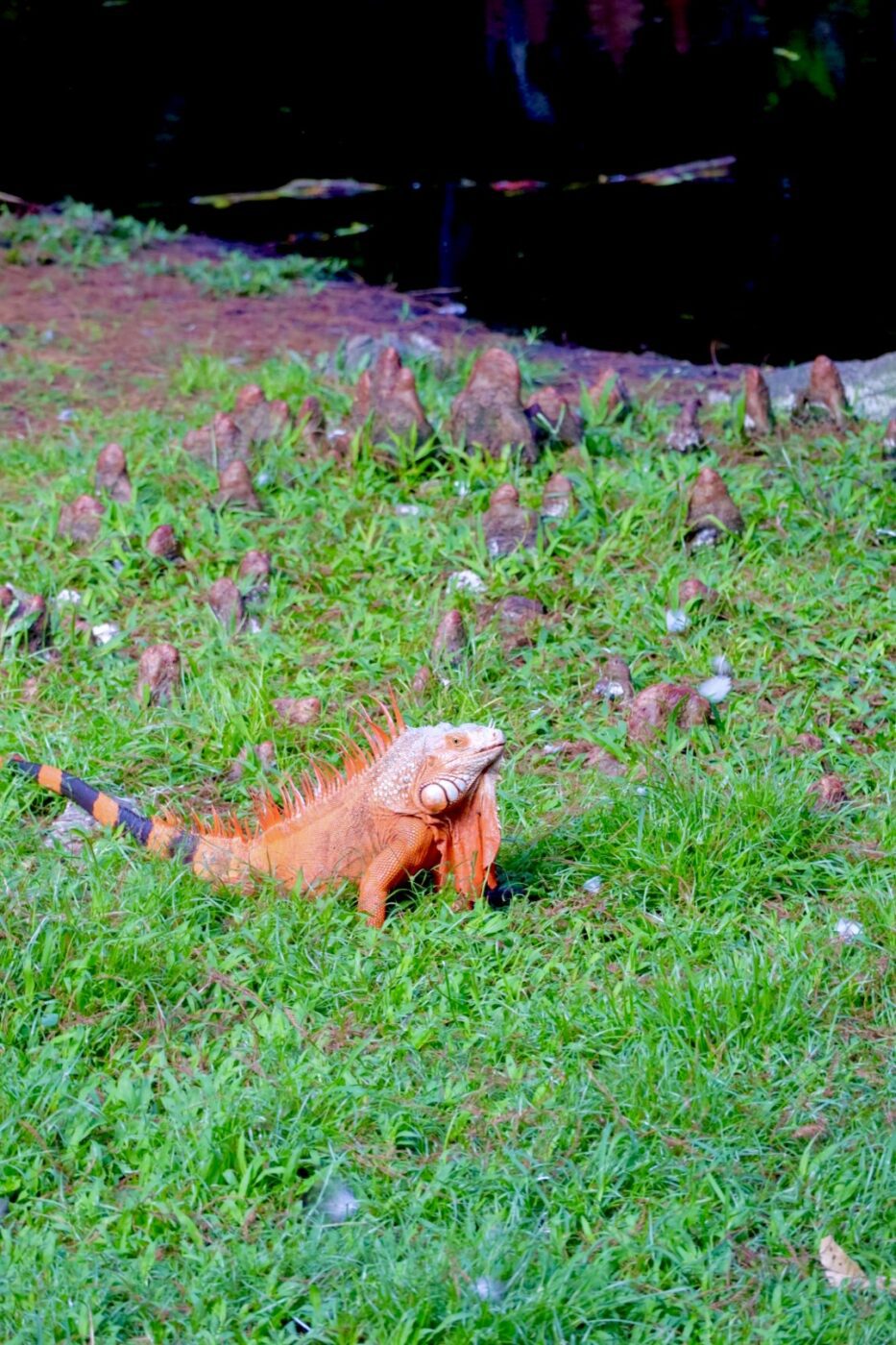 Brightly colored iguana on lush green grass near a dark water body, showcasing wildlife diversity and habitat in its natural environment.
