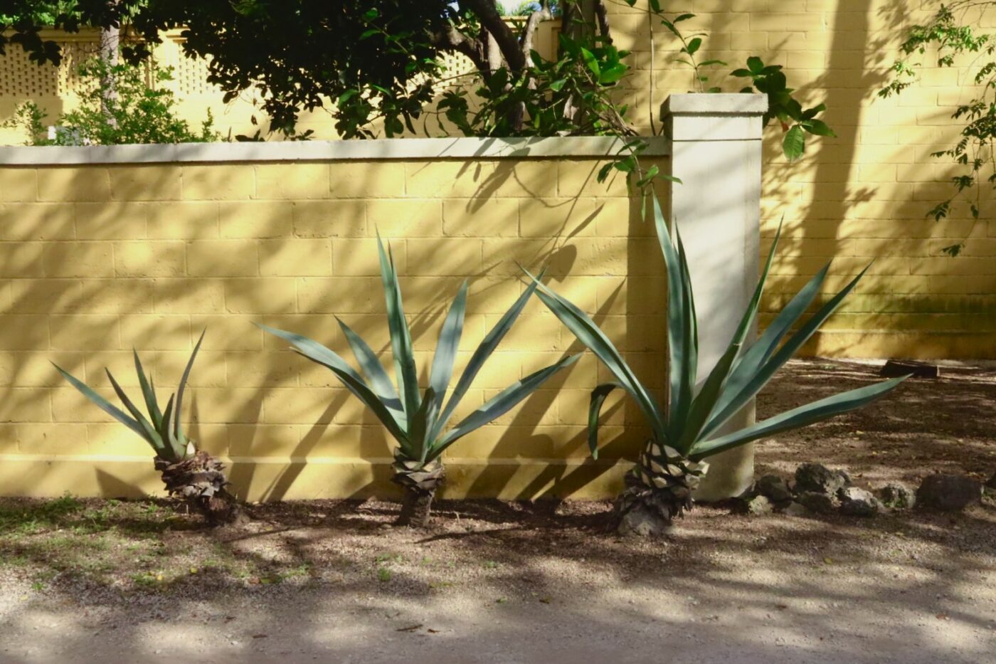 Three large agave plants stand against a bright yellow wall, surrounded by gravel and lush greenery, creating a vibrant garden scene.