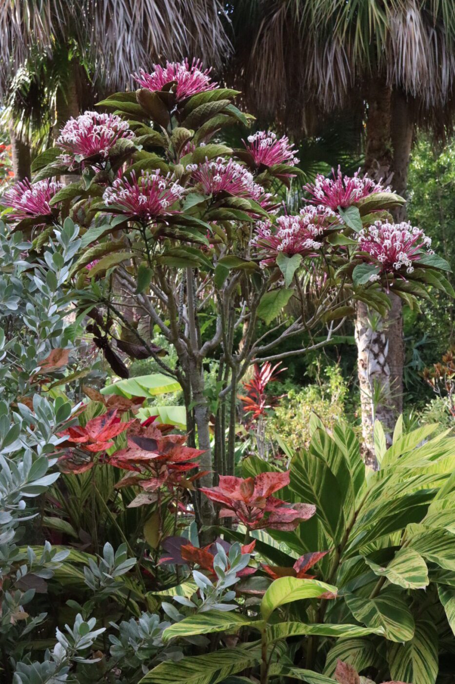 Vibrant flowering plants dominate the scene, featuring pink blossoms and lush green foliage. This lush garden setting highlights tropical flora.