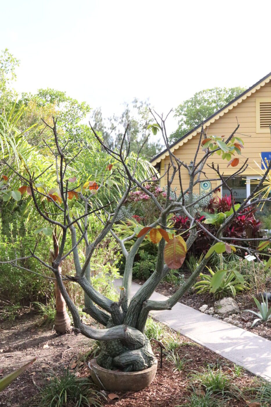 A unique, contorted tree with sparse branches and colorful leaves stands in a garden, near a yellow building, illustrating an artistic landscape design.