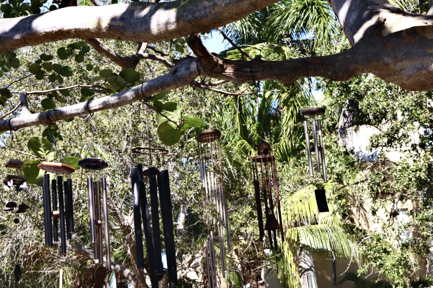 Colorful wind chimes hanging from a tree branch, surrounded by lush greenery, creating a serene and musical outdoor atmosphere.