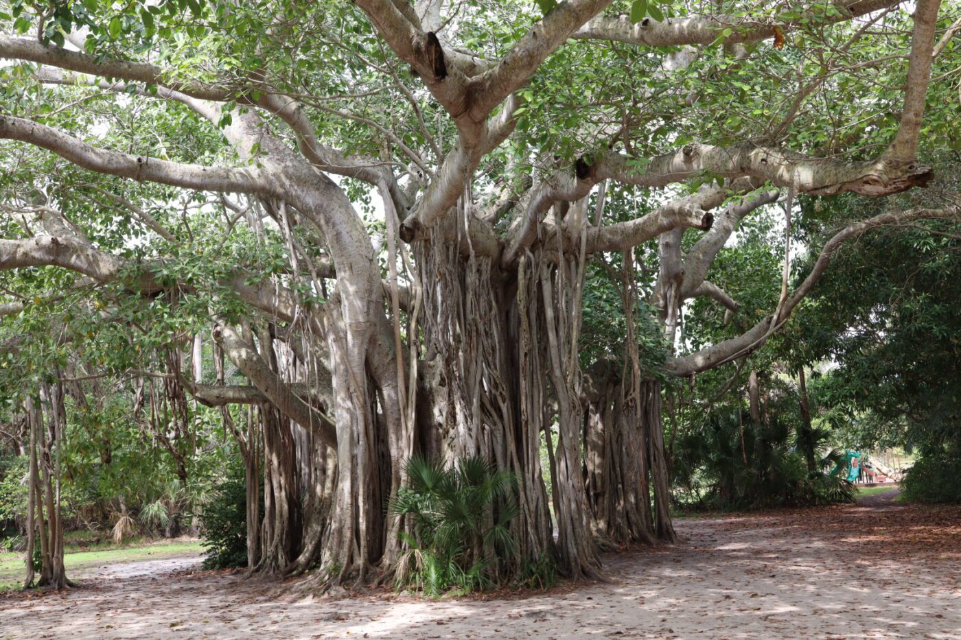 A large, sprawling banyan tree with numerous aerial roots, surrounded by lush greenery and a dirt pathway, showcases its natural beauty and ecosystem.