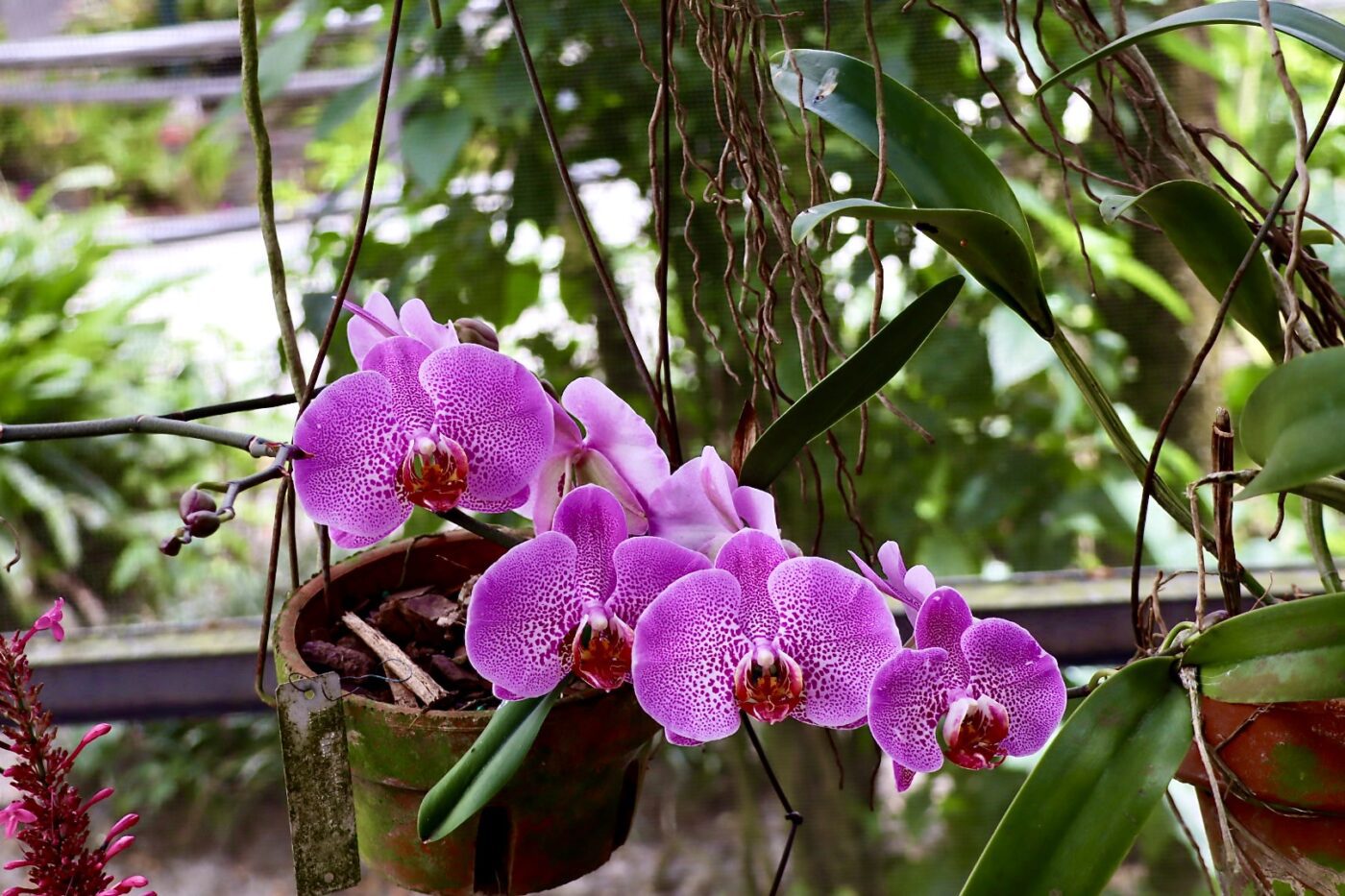 Vibrant purple orchids bloom in a hanging pot, surrounded by lush greenery, highlighting their beauty in a natural garden setting.