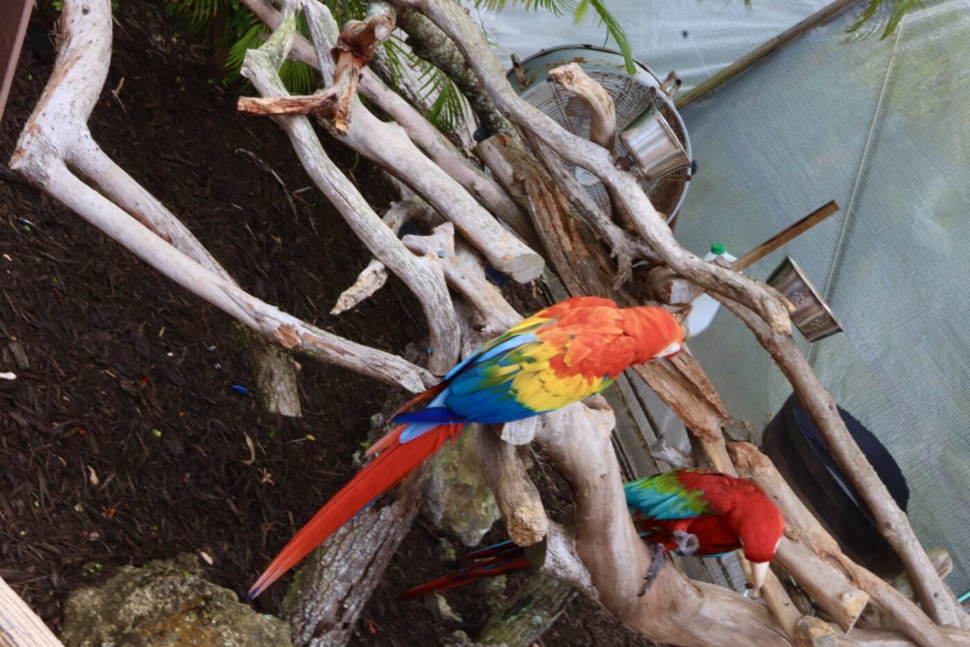 Two vibrant macaw parrots perched on natural wood branches in a tropical habitat, showcasing their striking red, blue, and yellow plumage.