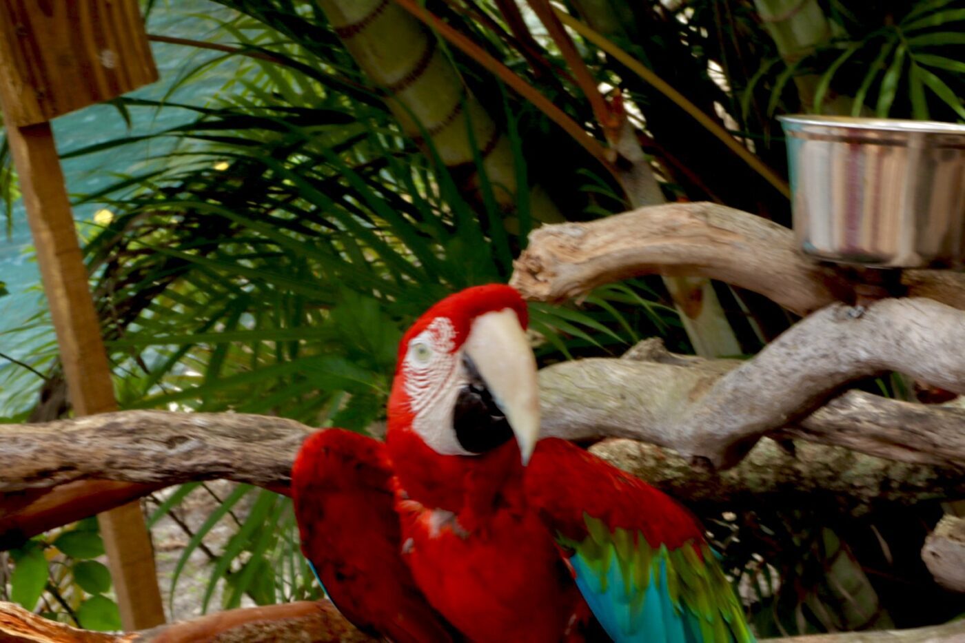 A vibrant red macaw perches on a branch, showcasing its striking plumage against a lush green background, highlighting its natural habitat.