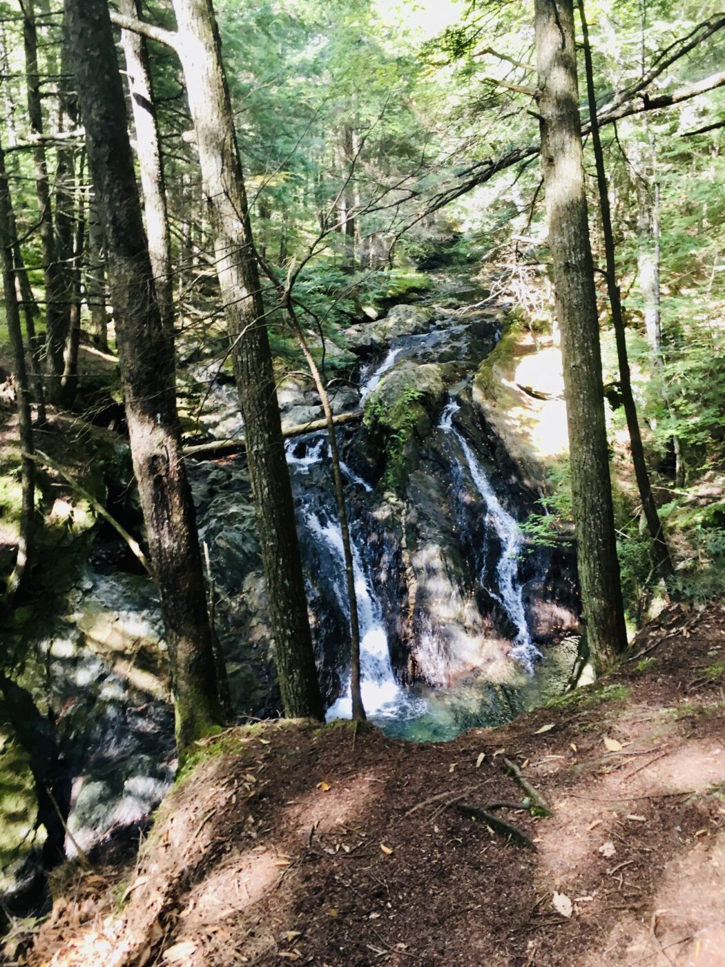 A serene forest scene featuring a cascading waterfall surrounded by lush greenery and tall trees, showcasing the tranquil beauty of nature.