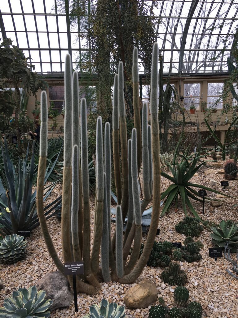Tall Silver Torch Cactus stands in a botanical garden, surrounded by various succulents and cacti under a glass dome.