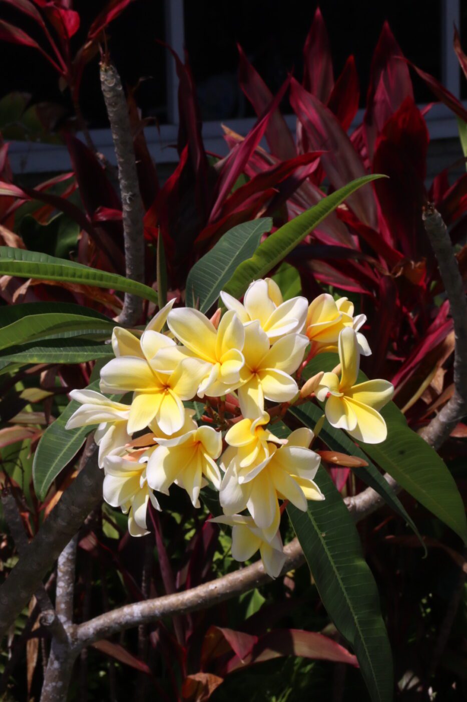 Clusters of yellow and white plumeria flowers nestled among lush green leaves and vibrant red foliage, showcasing tropical beauty and vitality.