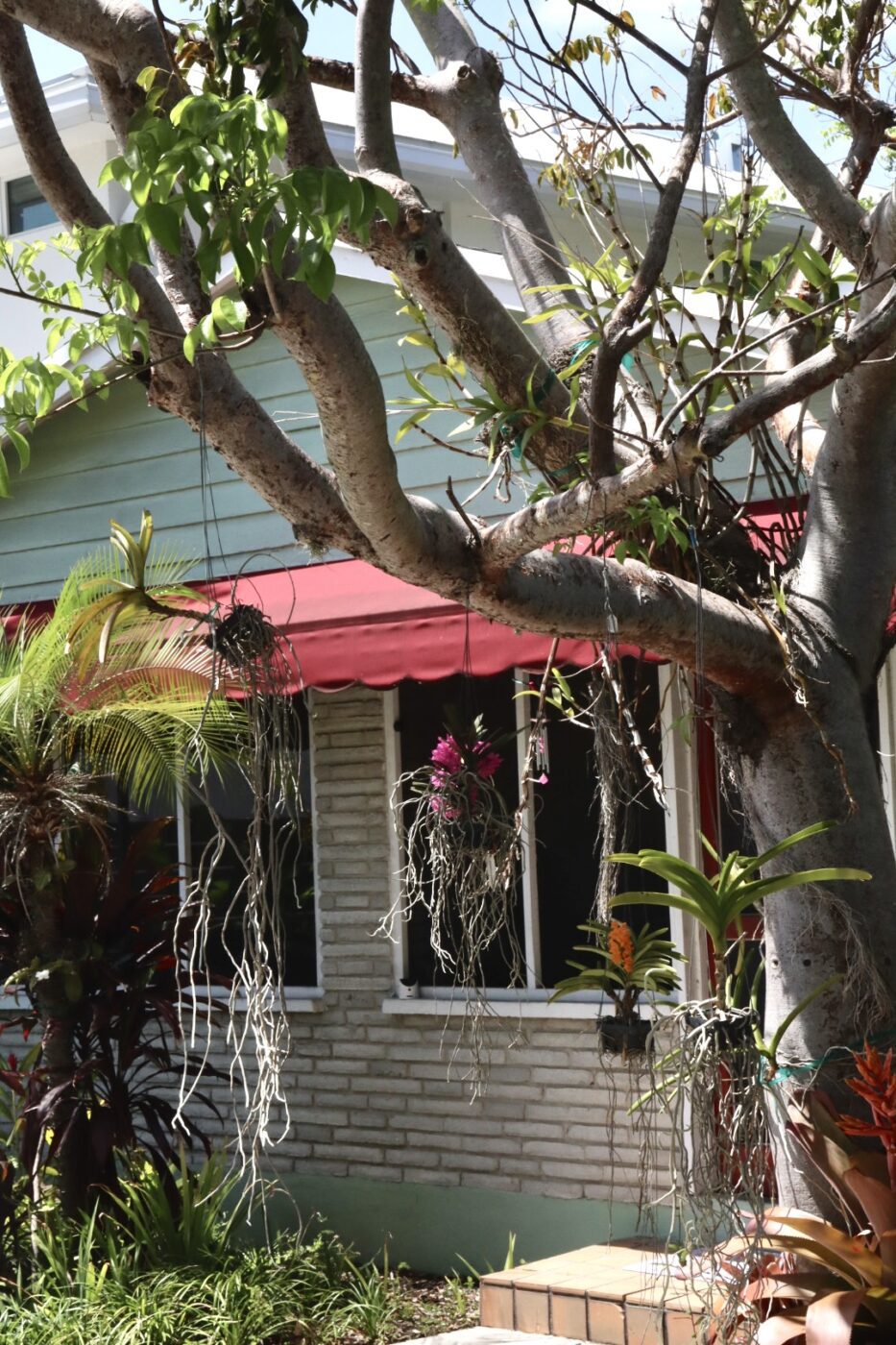 A large tree with hanging plants and orchids is situated outside a light-colored house with a red awning. The scene showcases a vibrant, tropical atmosphere.