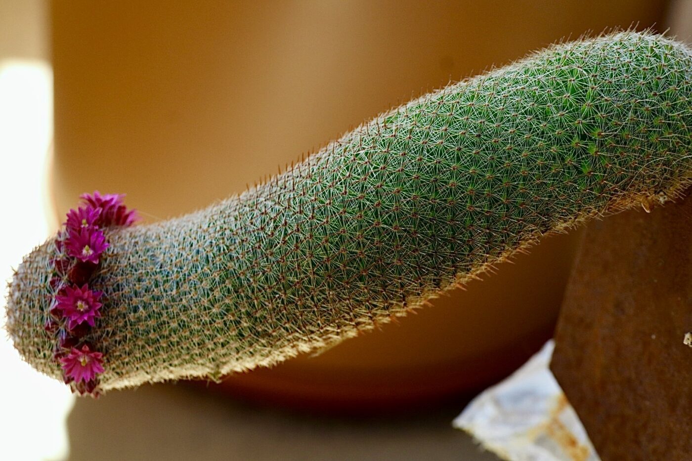 Cactus with a long, slender shape adorned with small pink flowers, showcasing vibrant colors against a neutral background. Ideal for plant enthusiasts.