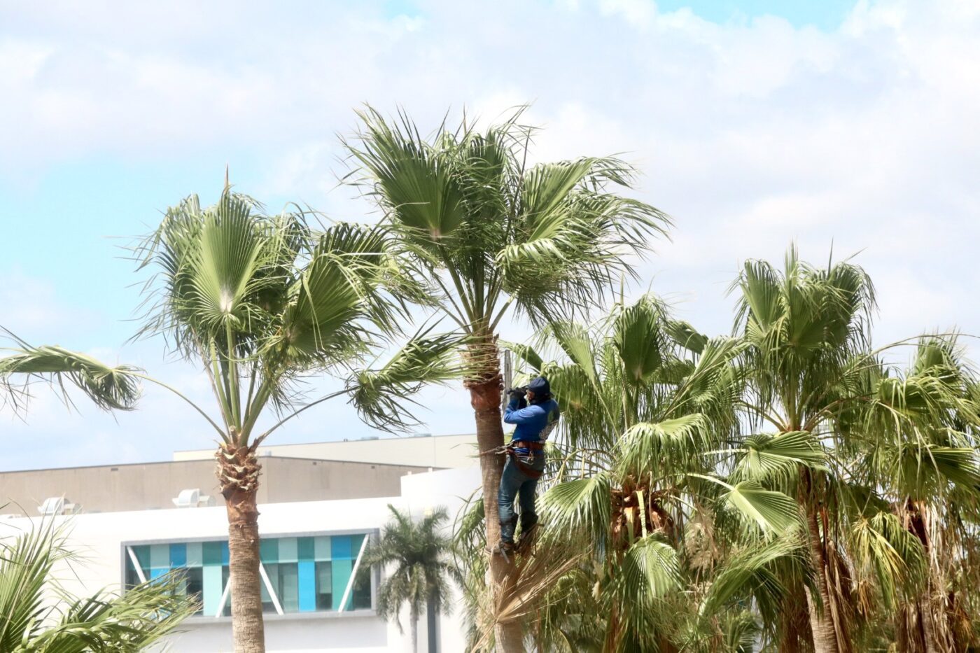 A worker in a blue shirt climbs a palm tree, trimming fronds against a backdrop of blue sky and modern buildings.