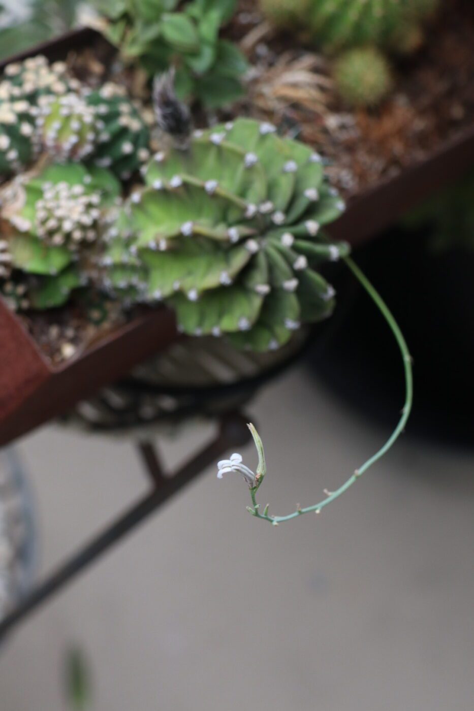 A delicate white flower blooms on a long green stalk among various cacti and succulents in a planter, highlighting the beauty of desert plants.