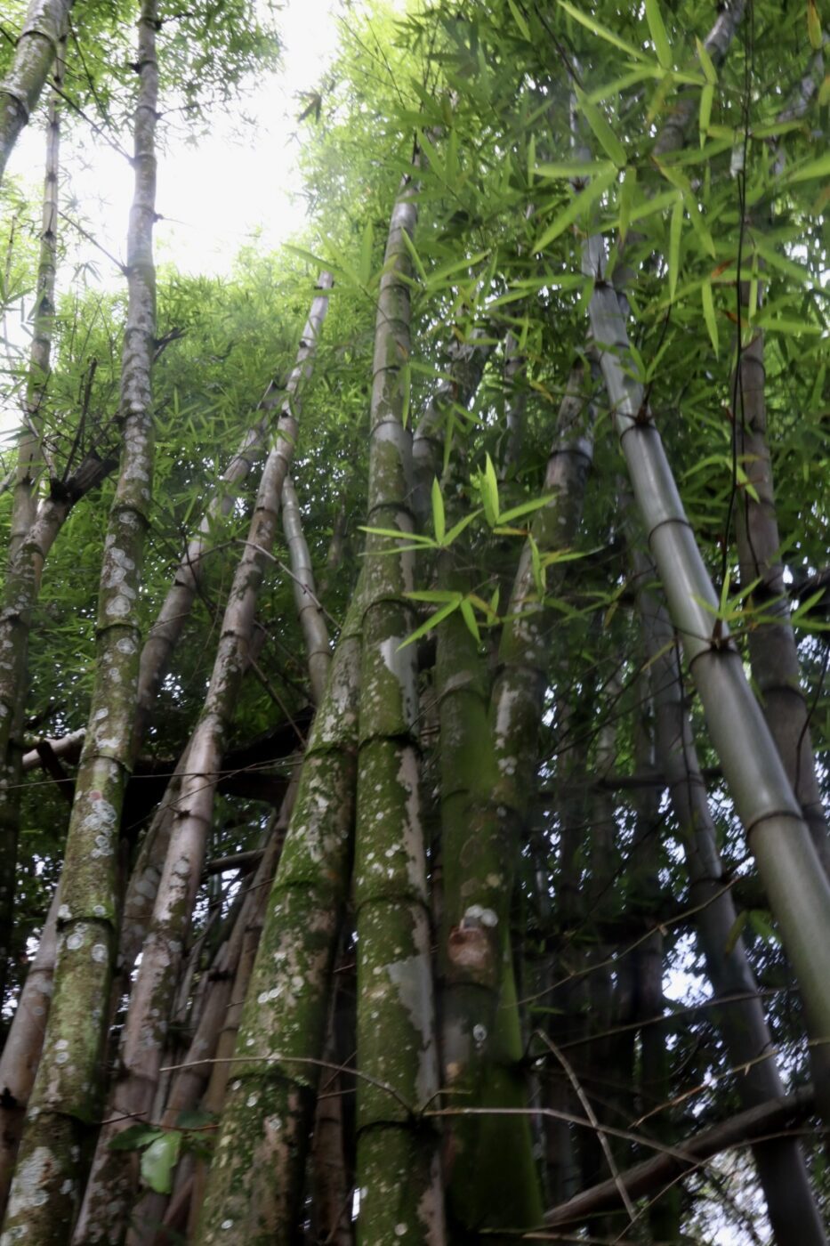 Lush green bamboo shoots rise skyward, showcasing dense foliage and unique textures. This image highlights a tranquil natural setting, ideal for relaxation.