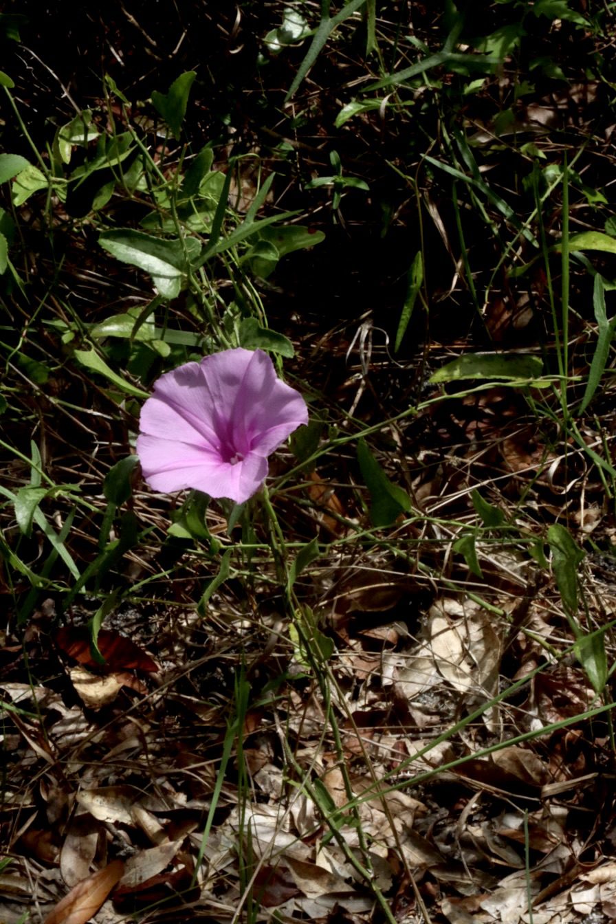 A single pink flower stands out among green leaves and dry grass, highlighting nature's beauty in a rugged, untamed environment.