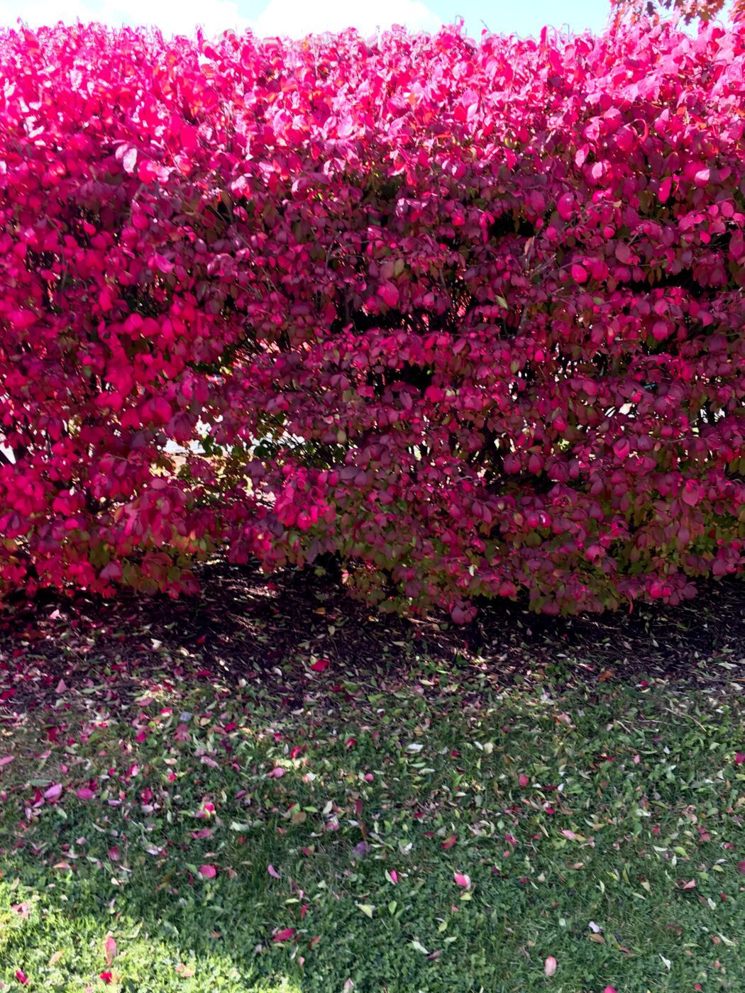 Vibrant pink foliage forms a lush hedge, with colorful fallen leaves scattered on the grass below, showcasing seasonal change in a garden setting.