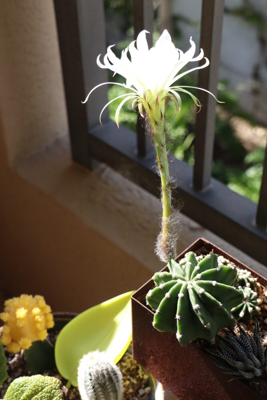 Cactus with a large white flower blooming on a sunlit balcony. Surrounding plants include various cacti in decorative pots.