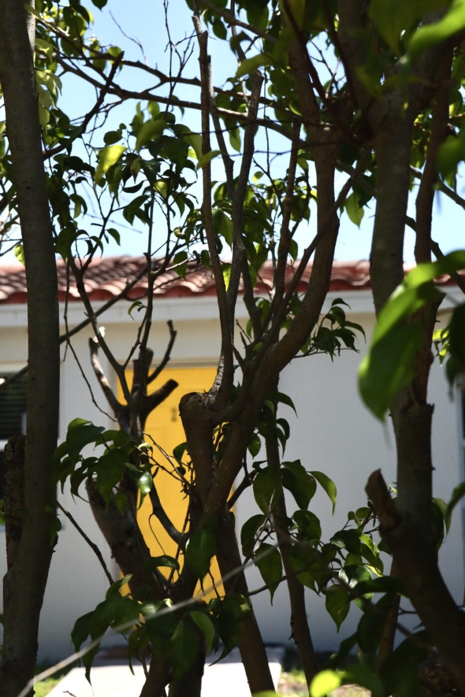 A vibrant yellow door is partially visible through a tangle of green leaves and branches, suggesting an inviting outdoor space.