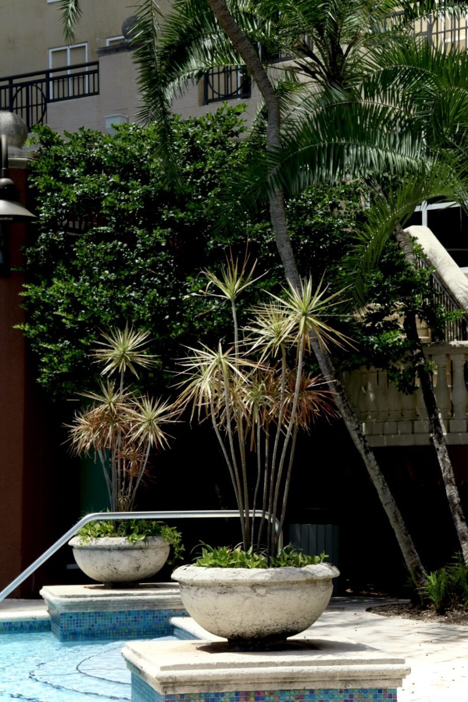 Succulent plants in large stone pots decorate a poolside area, surrounded by lush greenery and palm trees, creating a tranquil tropical atmosphere.