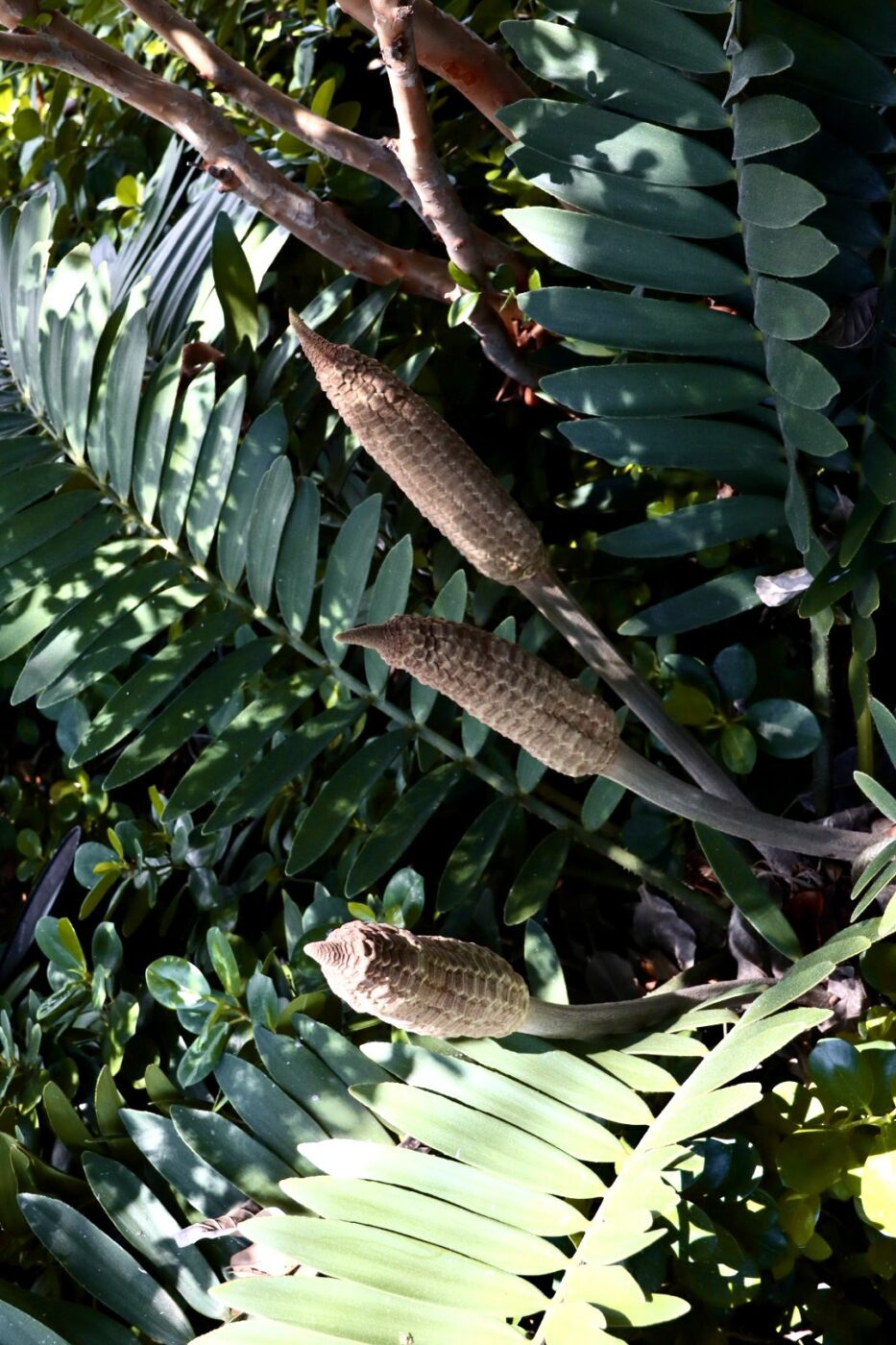 Three elongated, conical seed pods rise above vibrant green fern leaves, surrounded by rich foliage, showcasing the plant's reproductive features.