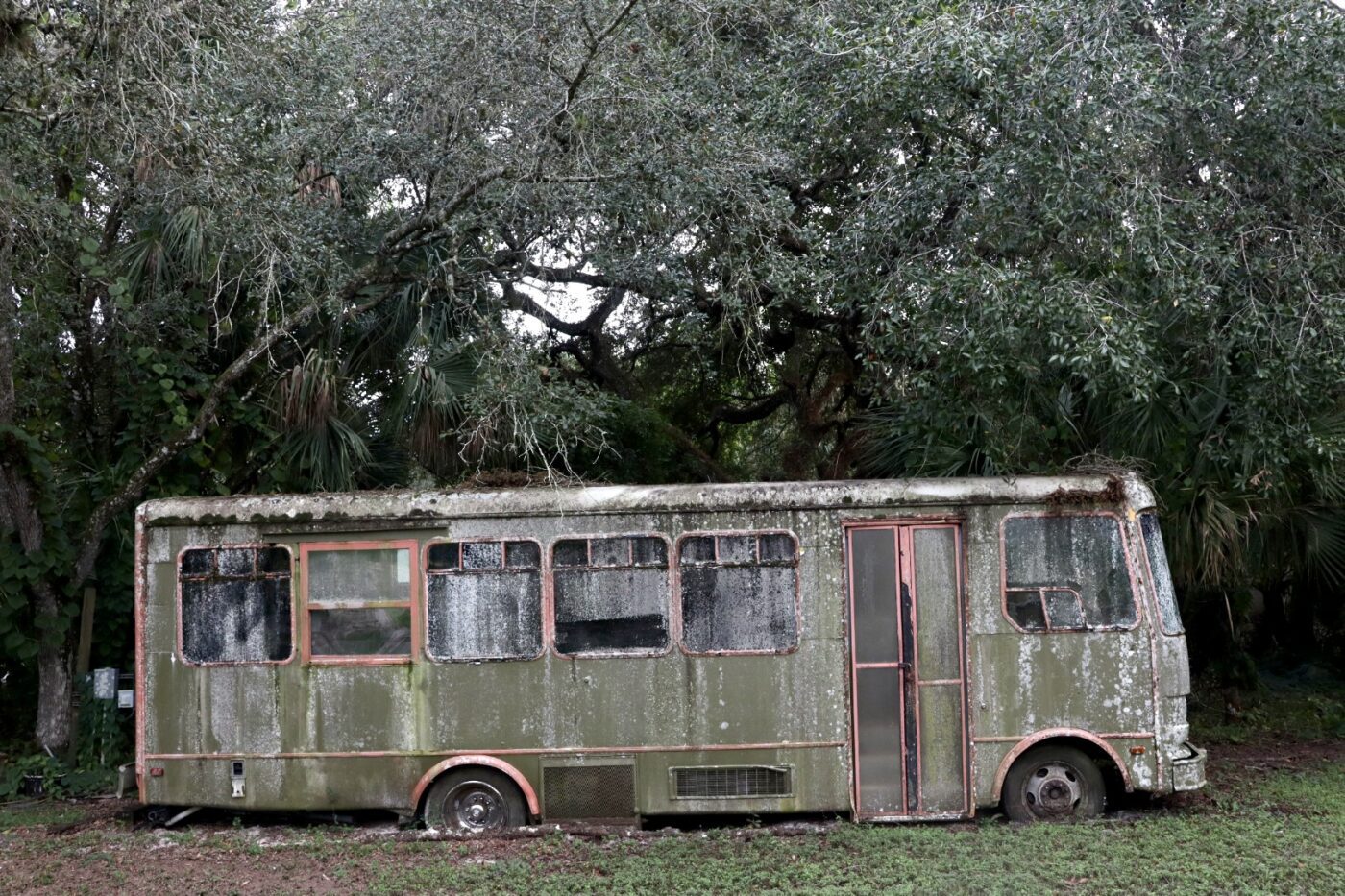 Abandoned green bus covered in moss and grime, nestled among dense trees, illustrating urban decay and nature's reclamation.