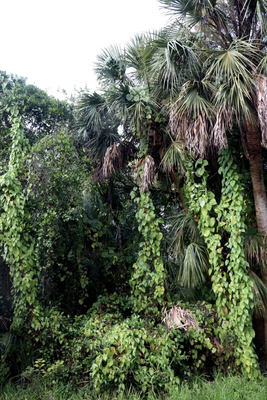 Dense tropical vegetation featuring tall palm trees and intertwining green vines. This image highlights the lush biodiversity typical of the region.