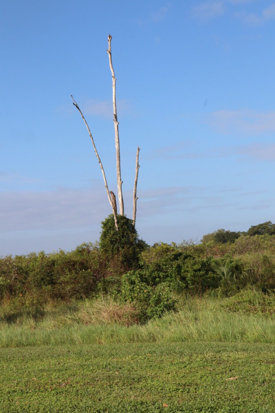 A tall, barren tree stands prominently against a clear blue sky, surrounded by lush greenery and brush, illustrating nature's contrast.