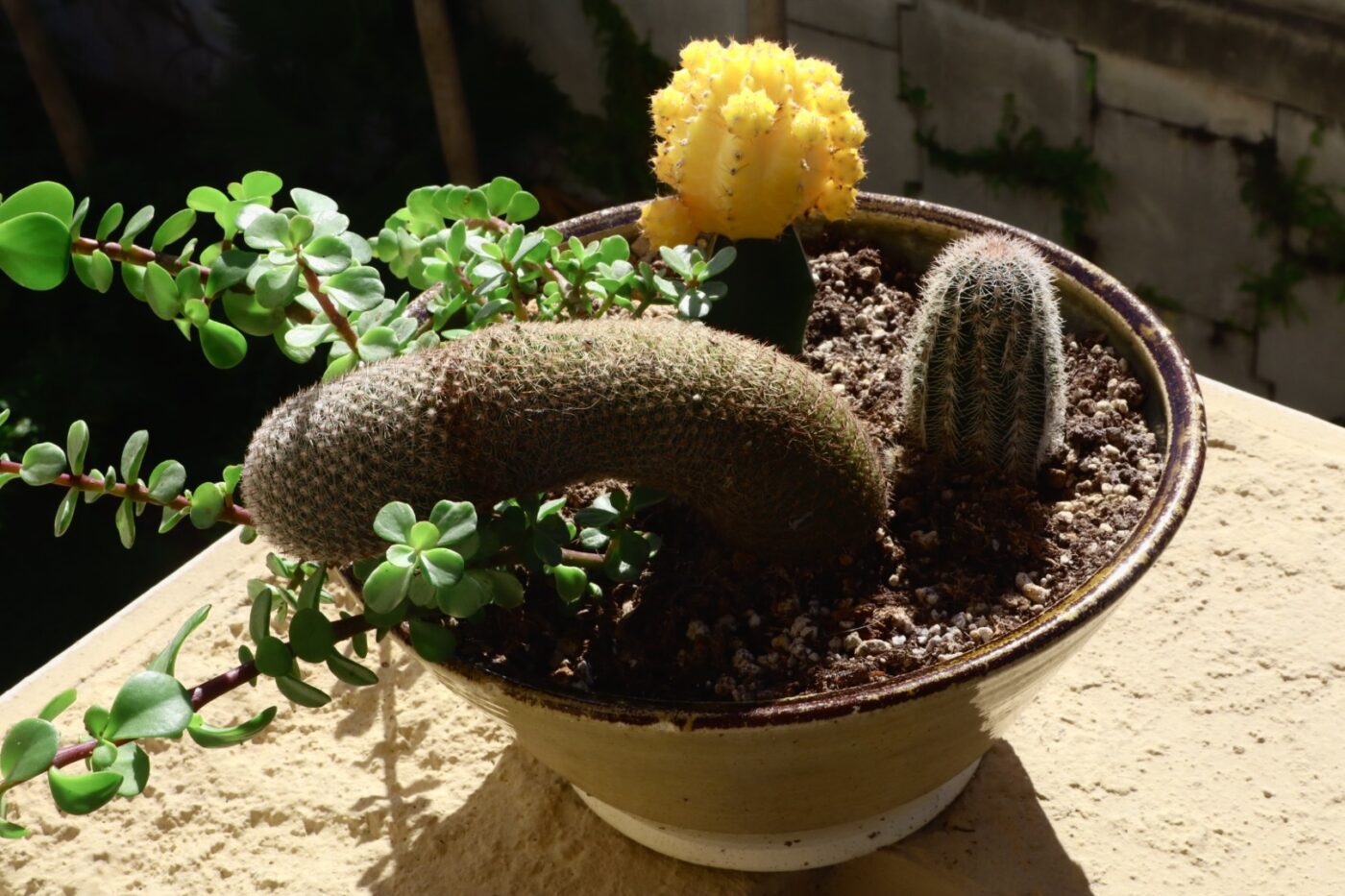 A diverse assortment of cacti features a plump, curved cactus, a vibrant yellow cactus, and green foliage, all thriving in a ceramic pot.